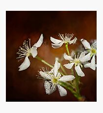 Spring bloom -3 Photographic Print