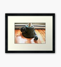 Playing Cat Framed Print