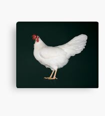 Standard Leghorn Pullet Canvas Print