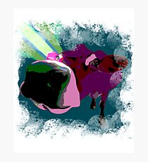 Cow Beams Photographic Print