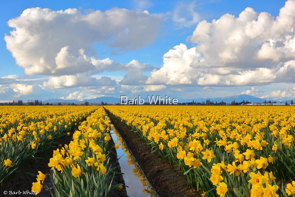 "Skagit Valley Daffodils, Mount Vernon, Washington" by Barb White