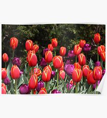 Tulips Poster