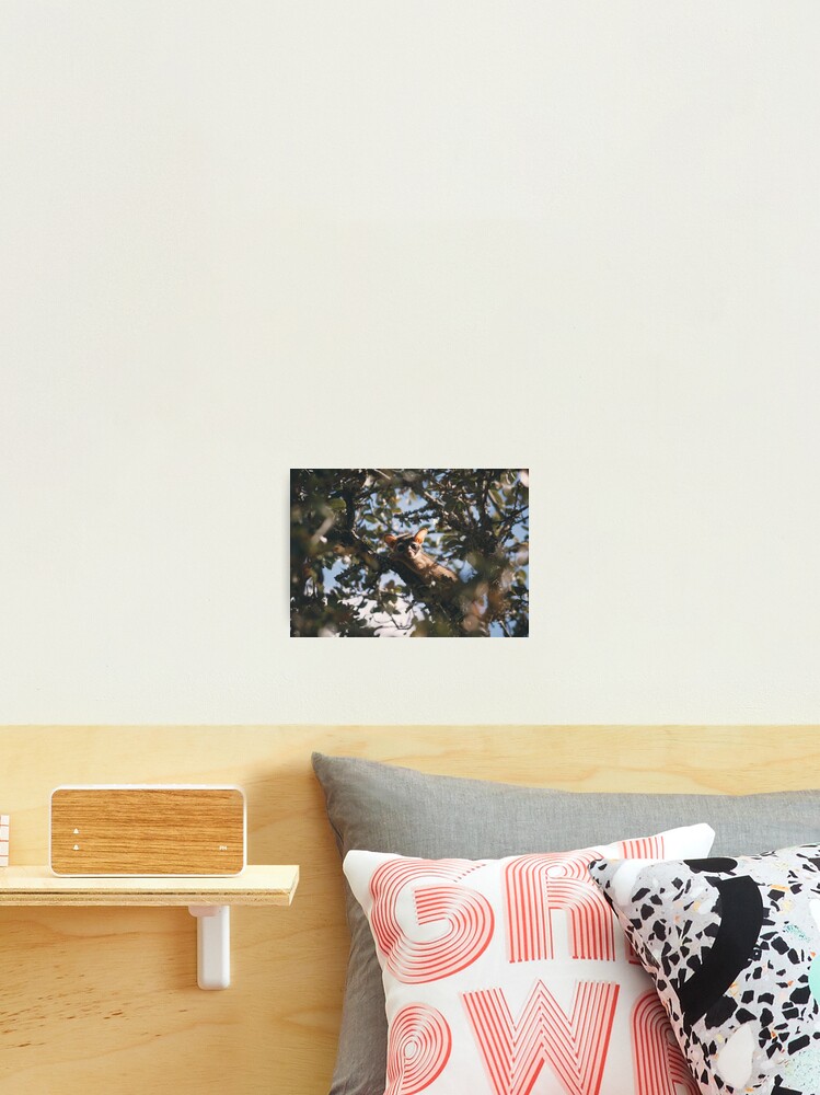 Baby Ring Tailed Cat Photographic Print By Chrismourra1 Redbubble