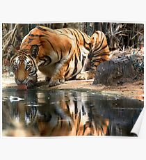Tiger Reflection Poster