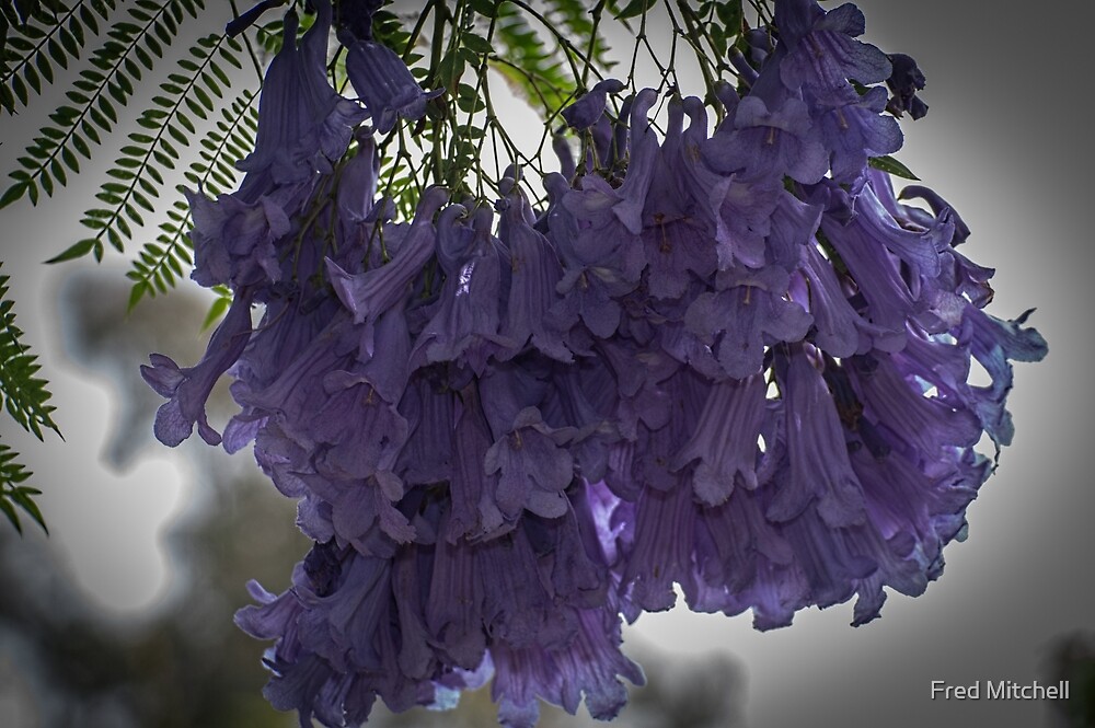"Purple tree Flower collection Leith Park Victoria 20171221 1944 " by