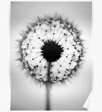 Dandelion Poster