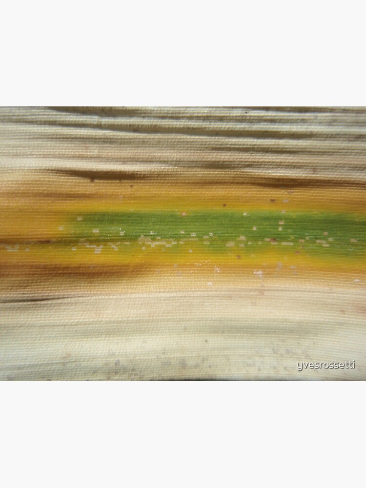 bamboo flag by yvesrossetti