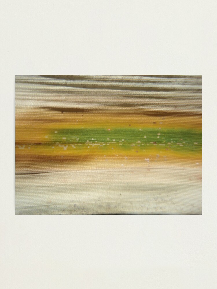 Alternate view of bamboo flag Photographic Print