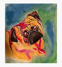 Color Pug Photographic Print