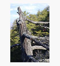 Nature Photographic Print