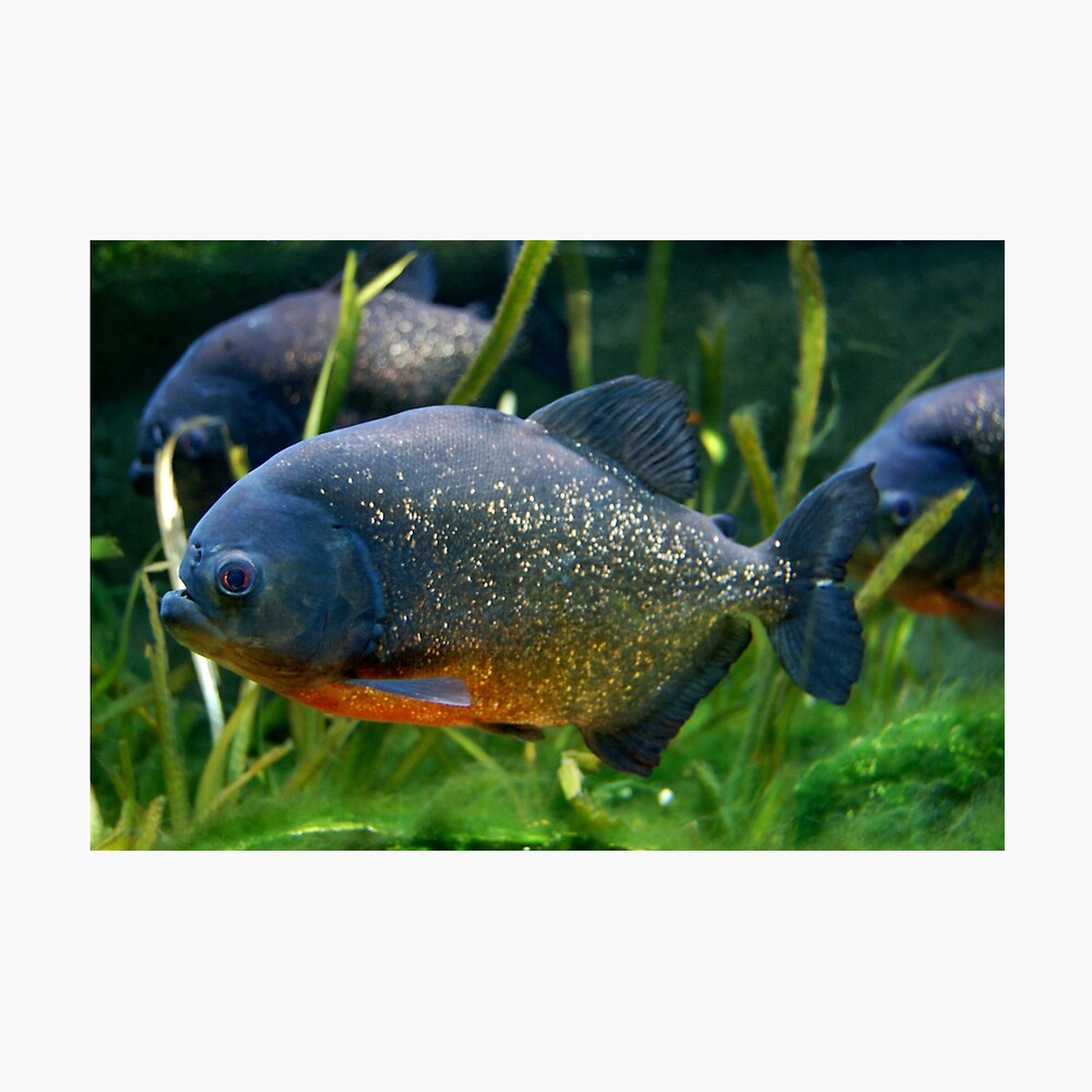 Blue Red Bellied Piranha Fish in Aquarium Photographic Print
