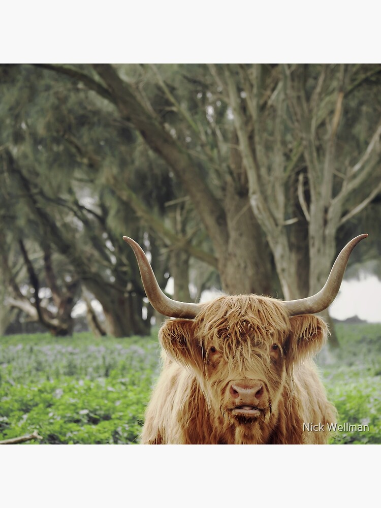 highland cattle pillow