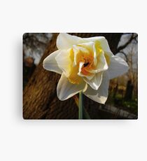 Sweet spring Canvas Print