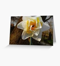Sweet spring Greeting Card
