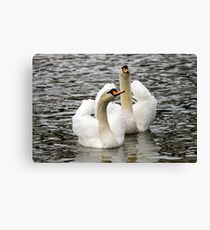 Lienzo Exhibiendo cisnes