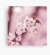 Blossoming pink cherry trees in spring Canvas Print
