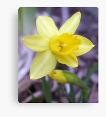 Spring? Canvas Print