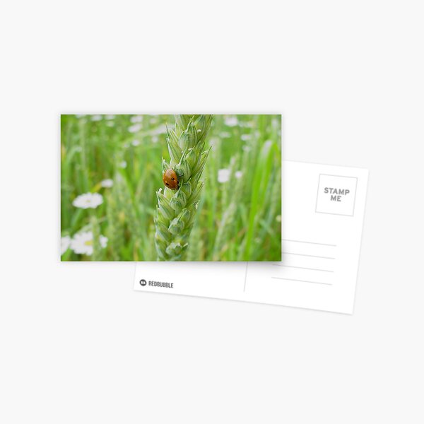 Ladybug Ladybug v2 Postcard