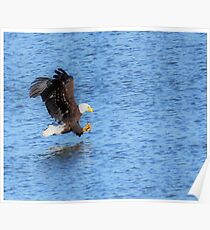 Bald Eagles Claws Ready Poster