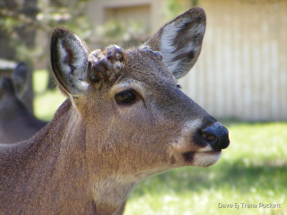"Button Buck" by Dave & Trena Puckett Redbubble