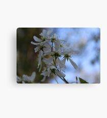 White Flower Close Up Canvas Print