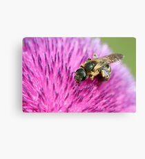 bee on flower close up spring season Canvas Print