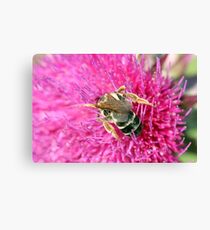 bee on flower macro spring season Canvas Print
