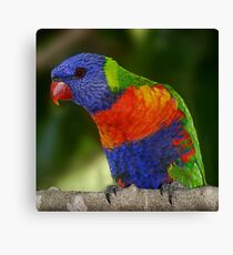 Rainbow Lorikeet Canvas Print