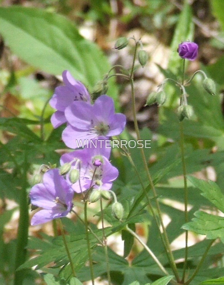 "''MOUNTAIN FLOWER''...TENNESSEE." by WINTERROSE Redbubble
