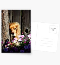 Stevey and the Tree Postcards