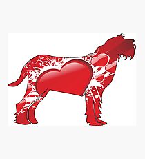 Spinone Italiano silhouette covered with red hearts Photographic Print