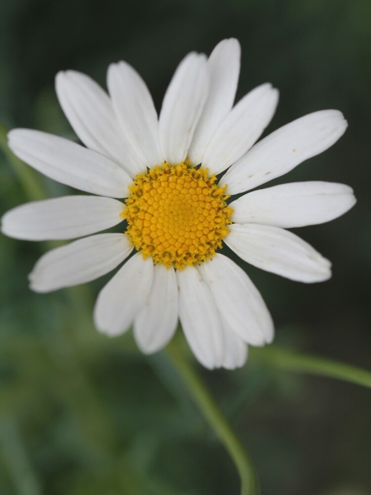White Daisy by thepurplelilac