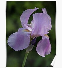 Pale Mauve Iris Poster