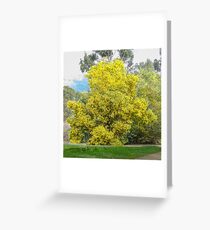 Golden wattle Greeting Card
