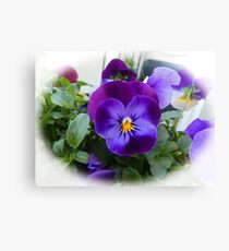 Pretty Pansies.......Lyme Dorset UK Canvas Print