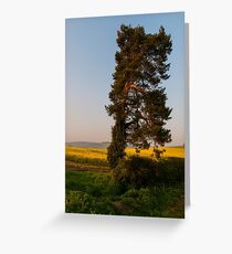 Pine tree Greeting Card