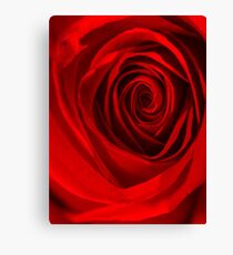 Rose red Canvas Print