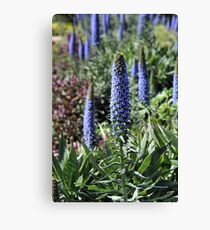 The Blue Garden - A feast of Echium Canvas Print
