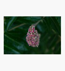 Red Flower Photographic Print
