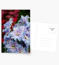 Purple Flowers Postcards