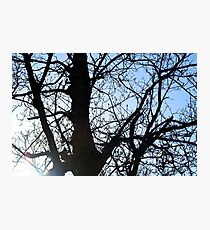 Trees Photographic Print