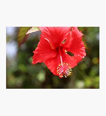 Red flower from a Cuban garden Photographic Print