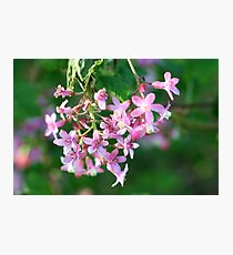 Cherry Blossom Photographic Print