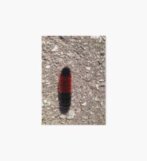 Wooly Bear Caterpillar Art Board