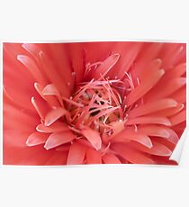 Centre of a Pink Gerbera Poster