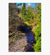 Peaceful woodland Photographic Print