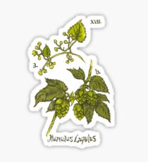 Humulus Lupulus - Hops Sticker