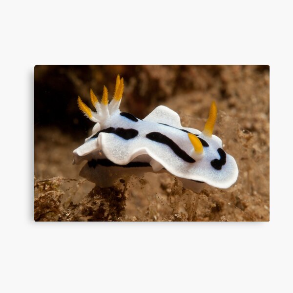 Chromodoris dianae, North Sulawesi, Indonesia Canvas Print