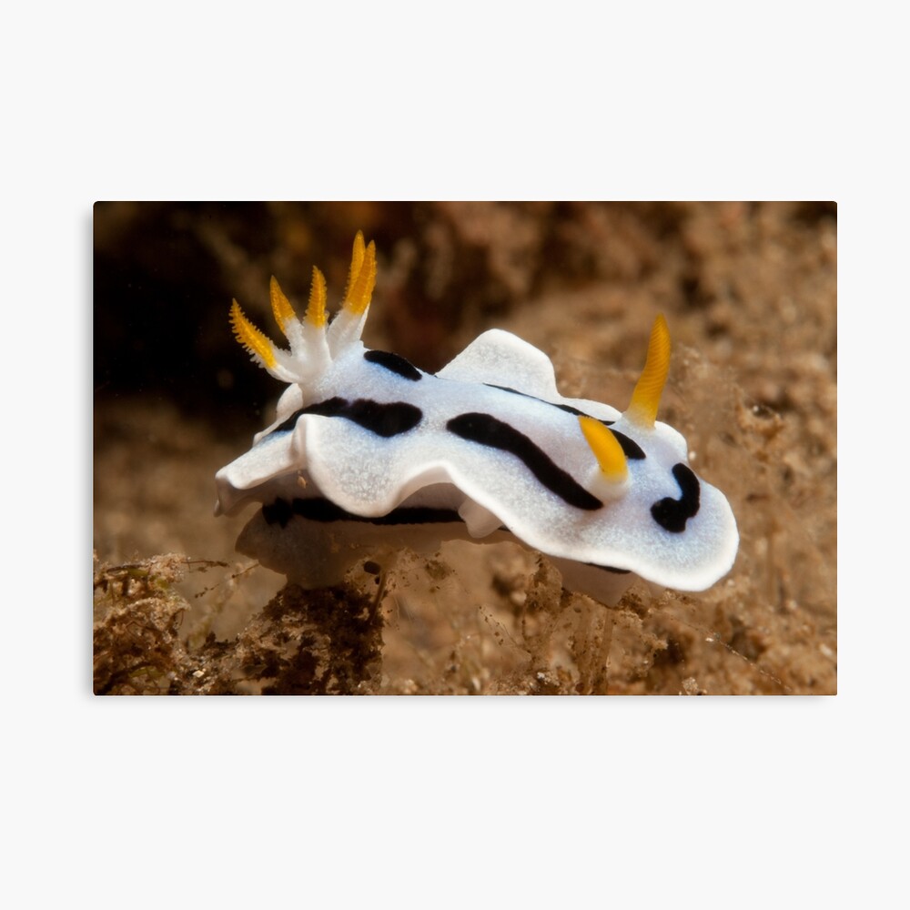 Chromodoris dianae, North Sulawesi, Indonesia Canvas Print