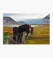 Islandpferde, Grundarfjordur, Snaefellsnes, Island Fotodruck